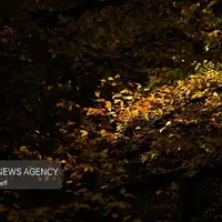 جنگلهای پاییزی مازندران