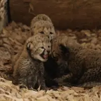 تولد چهار توله یوزپلنگ در باغ وحش ویرجینیا