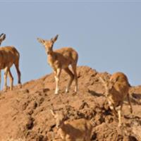 پارک ملی سیاهکوه؛ بکرترین زیستگاه یزد