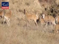 تصاویری دیدنی از قوچ و میش اوریال در پارک ملی گلستان