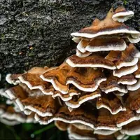 راه‌حلی پایدار برای جایگزینی پلاستیک‌های یک‌بار مصرف