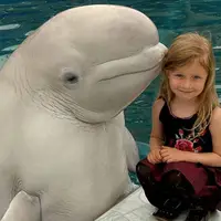 شکار لحظه‌ای باورنکردنی؛ نمایش خیره‌کننده نهنگ سفید کمیاب