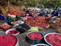 جشن انار در اورامانات