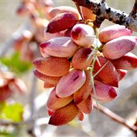 کشت پسته در ابرکوه، الگوی موفق کشاورزی کم آبخواه