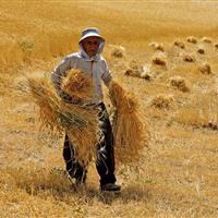 اما و اگرهای بیمه محصولات کشاورزی در استان مرکزی