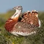 بازگشت میش‌مرغ پس از یک دهه به دشت اسدآباد