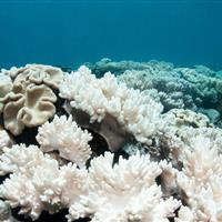 وضعیت مناسب آبسنگ‌های مرجانی جزیره سیری/لنگراندازی شناورهای صیادی تهدیدی جدی