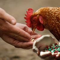 استفاده بی‌رویه از آنتی‌بیوتیک‌ها در دامداری و کشاورزی مقاومت میکروبی را تشدید می‌کند