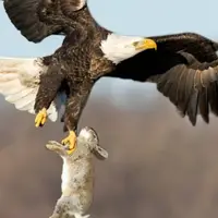 خرگوش با یک پشتک از حمله عقاب جان سالم به در برد!