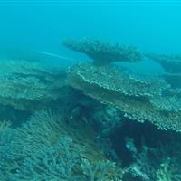 منابع آلاینده تهدیدکننده مرجانهای جنوب کشور