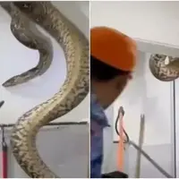 مار غول‌پیکر در سقف حمام، یک خانواده را وحشت‌زده کرد!