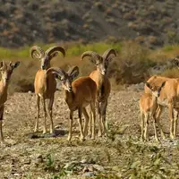 ماجرای تصاویر منتشرشده از شکار در لارستان چه بود؟