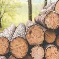 پلیس گرگان انبار ۲ تُن چوب قاچاق را شناسایی و ضبط کرد