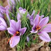 عیار زعفران در دل خشکسالیهای خراسان شمالی افزایش یافت