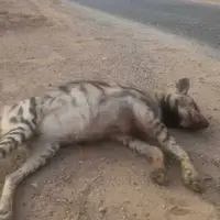  شکار غیرقانونی کفتار در طارم سفلی