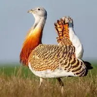 پرنده خلوت گزین به دشت اسدآباد بازگشت