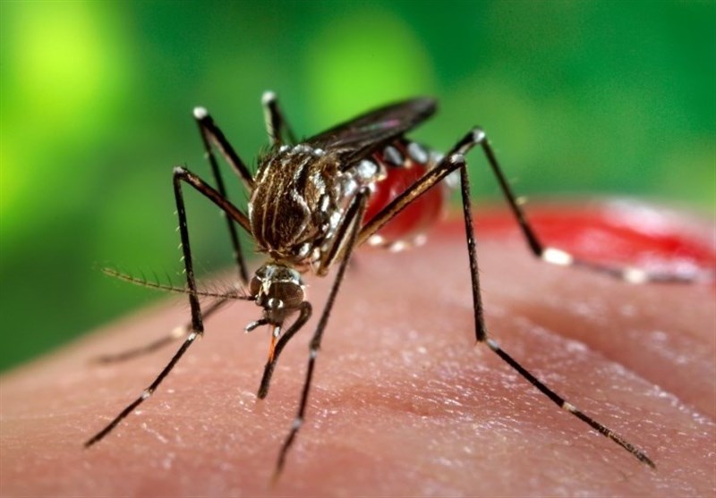 هشدار علوم‌پزشکی کرمان به مسافران بندرعباس و چابهار درباره «تب دنگی»