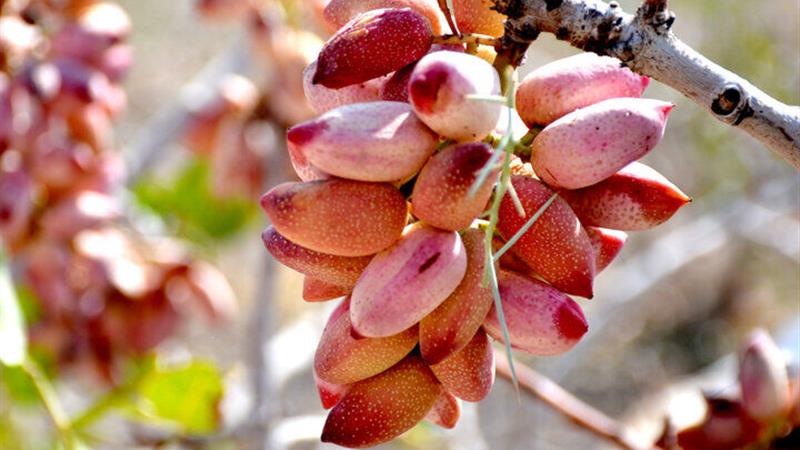 کشت پسته در ابرکوه، الگوی موفق کشاورزی کم آبخواه