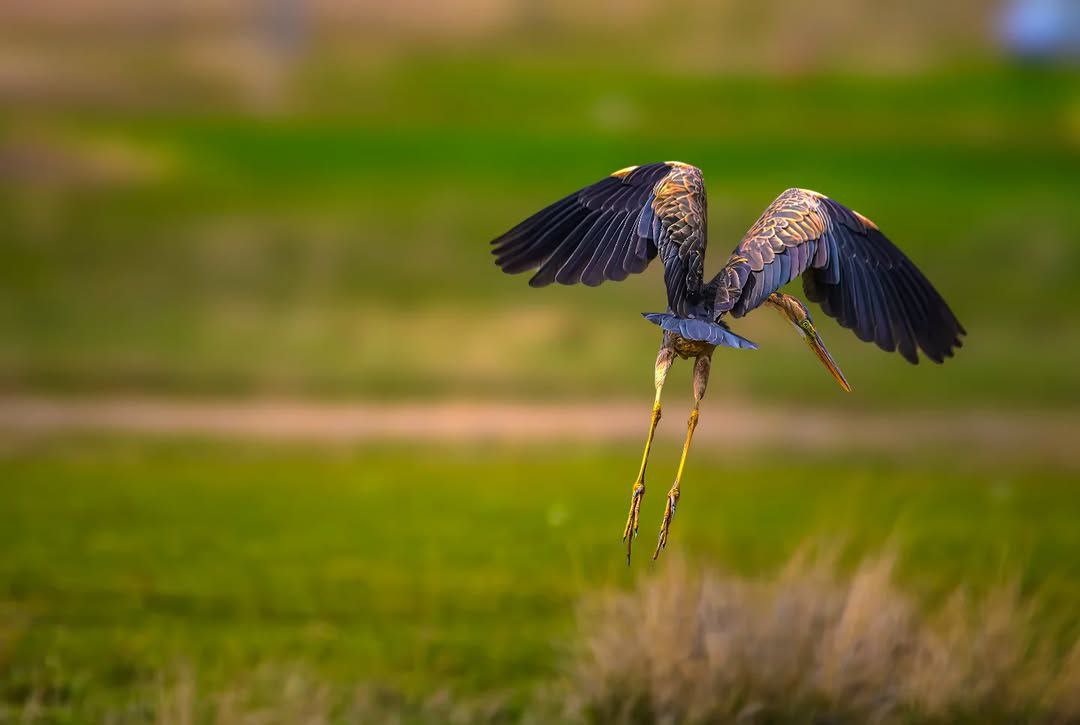  ثبت حضور حواصیل در دشت های چادگان
