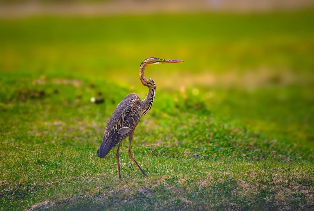  ثبت حضور حواصیل در دشت های چادگان