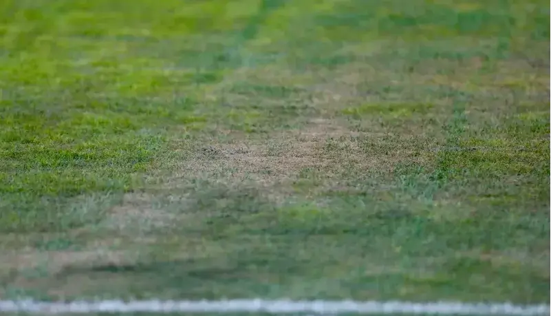 واقعیت تلخ در مورد چمن جنجالی یادگار!