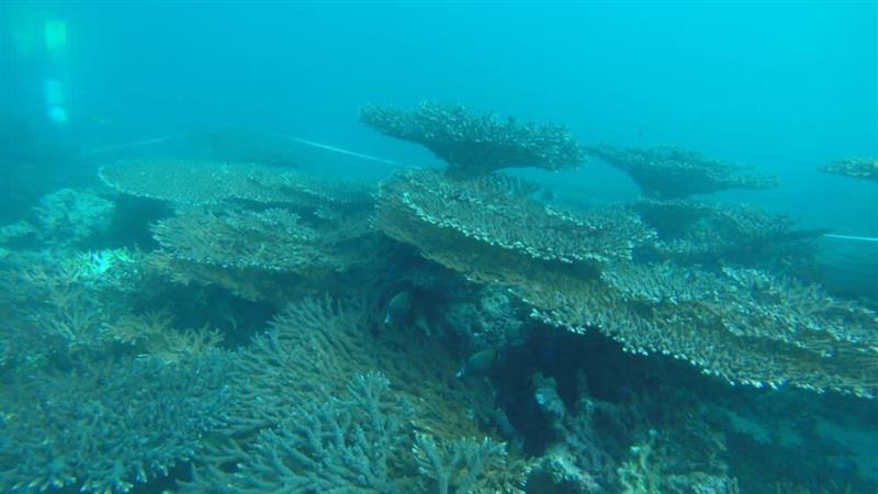 منابع آلاینده تهدیدکننده مرجانهای جنوب کشور