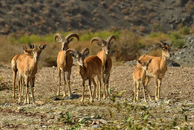 ماجرای تصاویر منتشرشده از شکار در لارستان چه بود؟