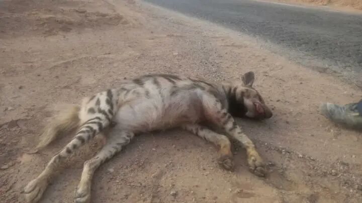 شکار غیرقانونی کفتار در طارم سفلی