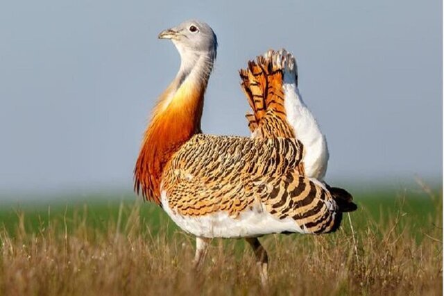 پرنده خلوت گزین به دشت اسدآباد بازگشت