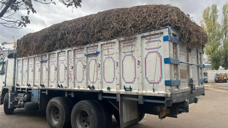 هفت تن گیاه شیرین بیان در اردبیل توقیف شد