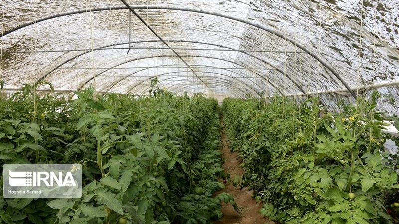 ۲۵۰ هکتار گلخانه در شهرک گلخانه‌ای مغان بهره‌برداری شد