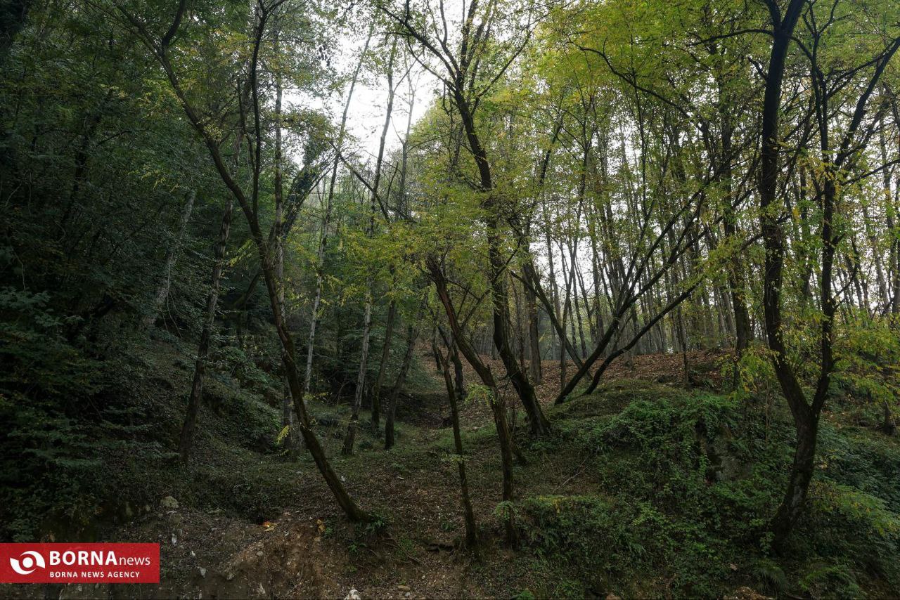 طبیعت زیبای رامسر