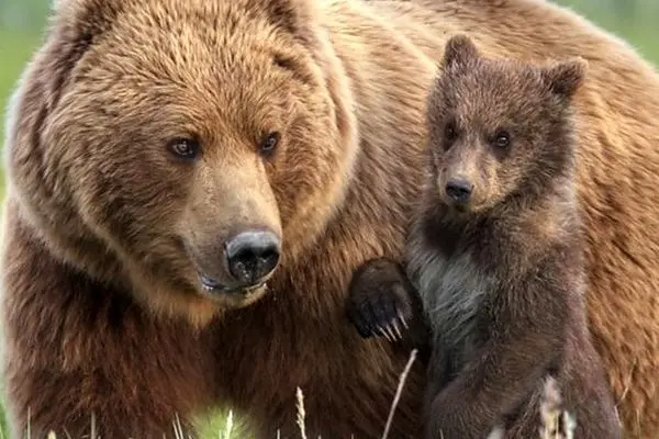 خرس‌ها صید ماهیگیران را دزدیدند!