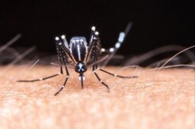 هشدار جدی درباره گسترش پشه آئدس در جیرفت