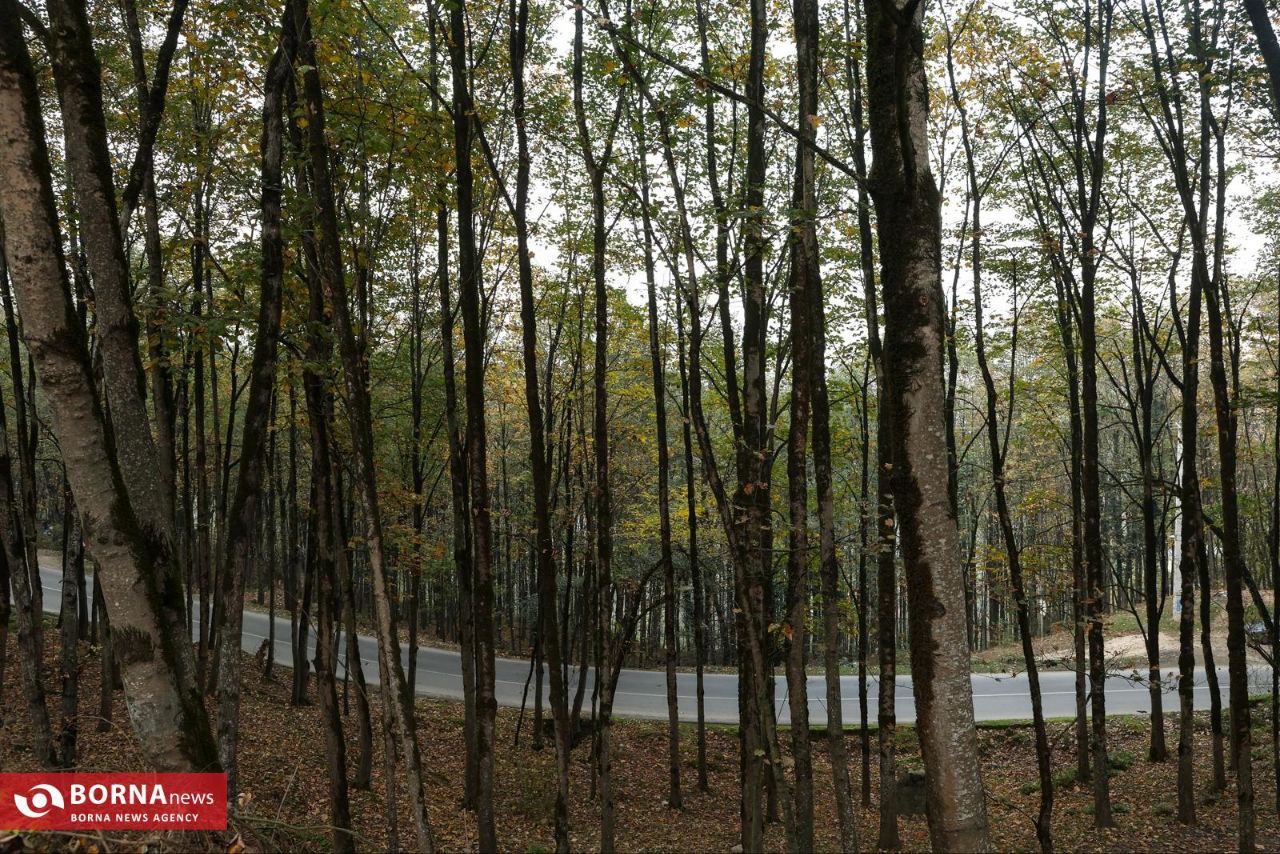 طبیعت زیبای رامسر