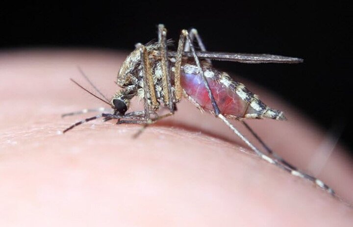 افزایش موارد تب دنگی در هرمزگان به ۲۲۵ نفر