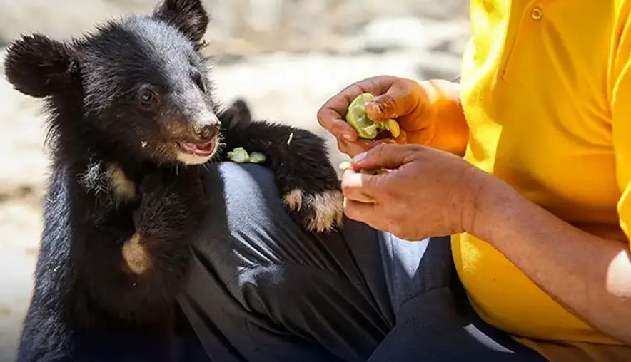 هفت صبح افشا کرد: حیوانات پردیسان به باغ‌وحش‌ها فروخته می‌شوند