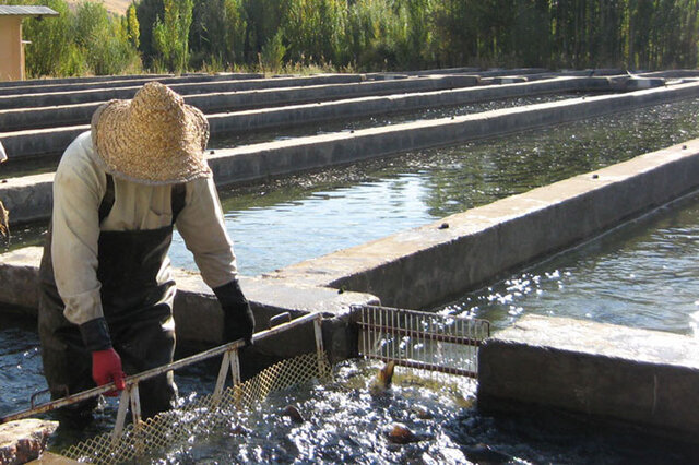 نماینده مردم نهاوند: قطب شیلات غیرساحلی کشور نیاز به حمایت دارد