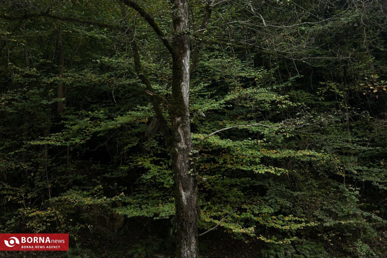 طبیعت زیبای رامسر