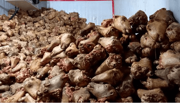 دومین محموله بزرگ کله‌پاچه غیربهداشتی در اصفهان کشف شد