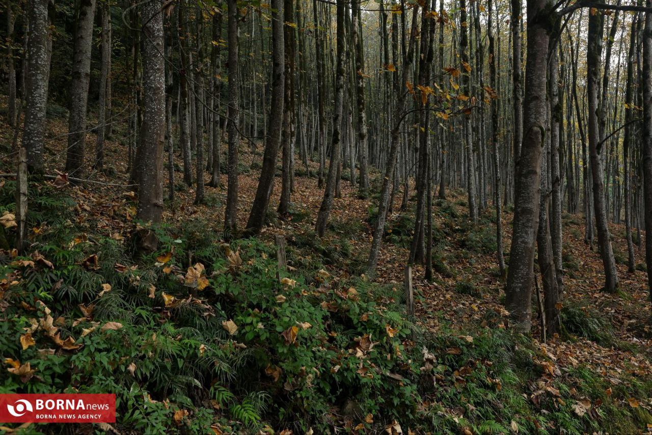 طبیعت زیبای رامسر