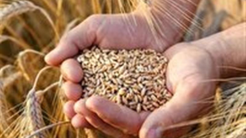 زنجان؛ تأکید بر استفاده از بذر‌های اصلاح‌شده برای ارتقای کیفیت گندم