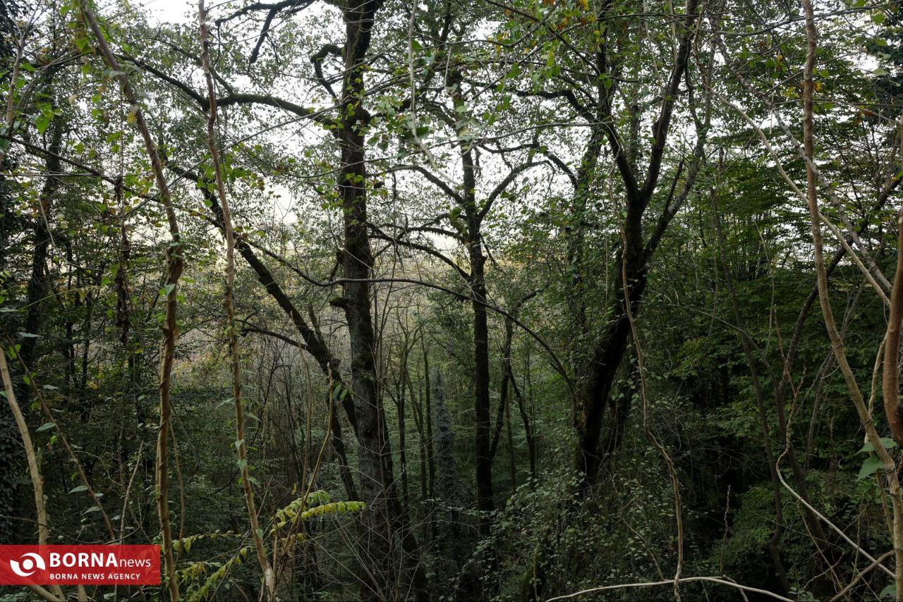 طبیعت زیبای رامسر