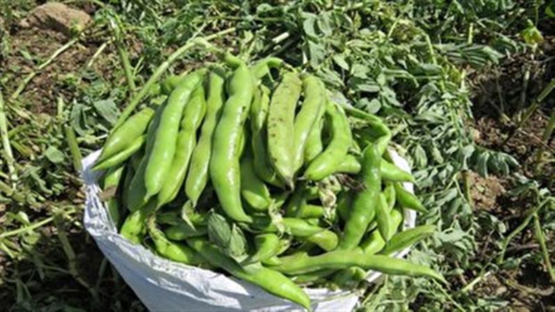 افزایش سطح زیرکشت باقلا در زنجان؛ بیش از ۹۰۰ هکتار به زیر کشت می رود