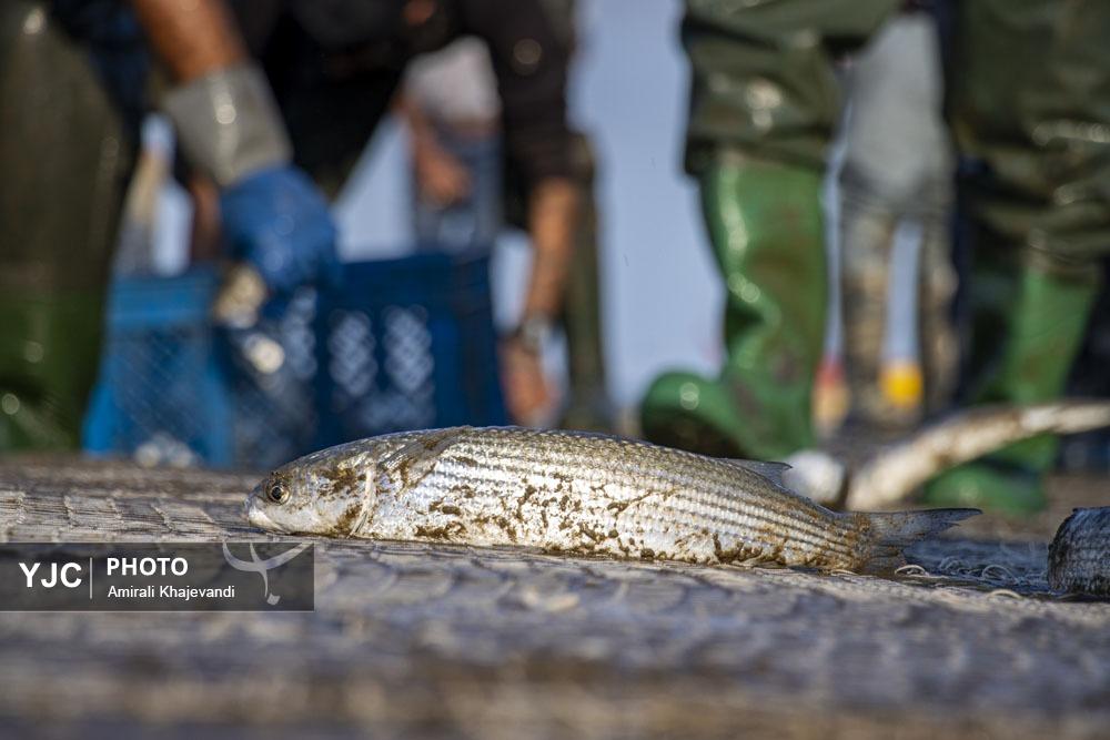 صید ماهی در مازندران