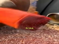 چوب کینوم؛ کمیاب‌ترین نوع عود در جهان