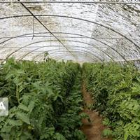 ۲۵۰ هکتار گلخانه در شهرک گلخانهای مغان بهرهبرداری شد