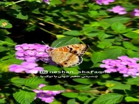 چشیدن طعم ها با نوک پا