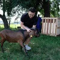 شیر پرچرب بز نوبیان