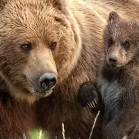 خرس‌ها صید ماهیگیران را دزدیدند!